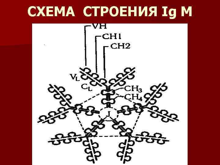 СХЕМА СТРОЕНИЯ Ig M 