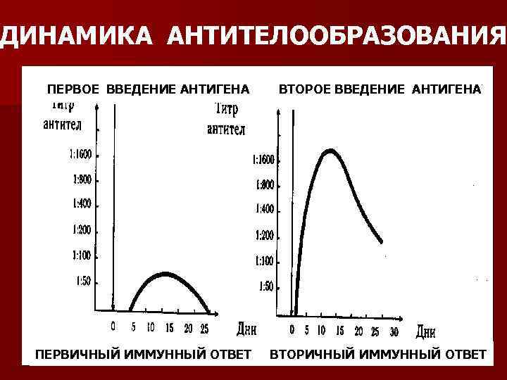 ДИНАМИКА АНТИТЕЛООБРАЗОВАНИЯ  ПЕРВОЕ ВВЕДЕНИЕ АНТИГЕНА  ВТОРОЕ ВВЕДЕНИЕ АНТИГЕНА ПЕРВИЧНЫЙ ИММУННЫЙ ОТВЕТ 