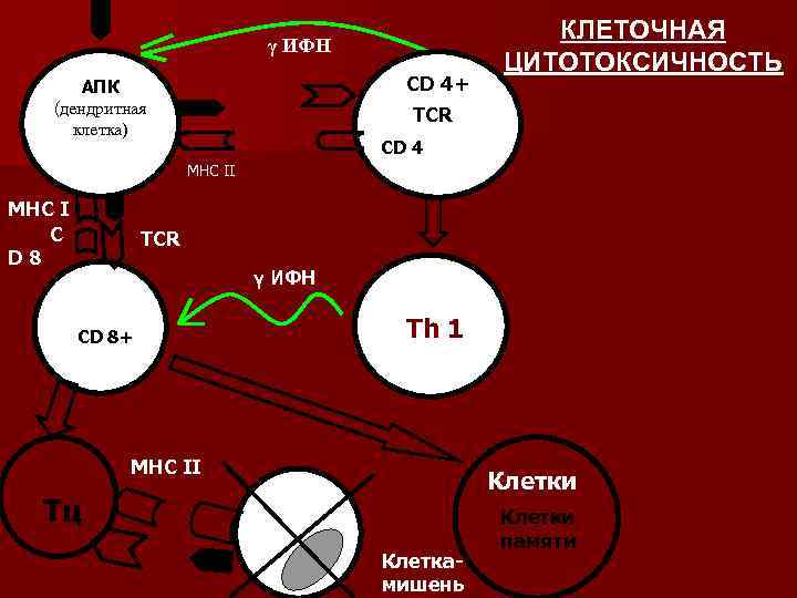       γ ИФН     КЛЕТОЧНАЯ 