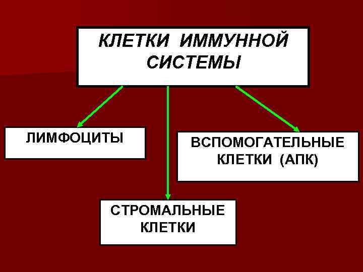  КЛЕТКИ ИММУННОЙ  СИСТЕМЫ  ЛИМФОЦИТЫ ВСПОМОГАТЕЛЬНЫЕ   КЛЕТКИ (АПК)  