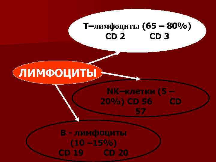    Т–лимфоциты (65 – 80%)    CD 2  
