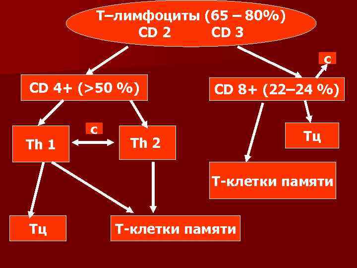   Т–лимфоциты (65 – 80%)   CD 2  CD 3 