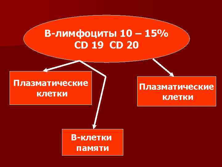  В-лимфоциты 10 – 15%  СD 19 CD 20  Плазматические клетки 