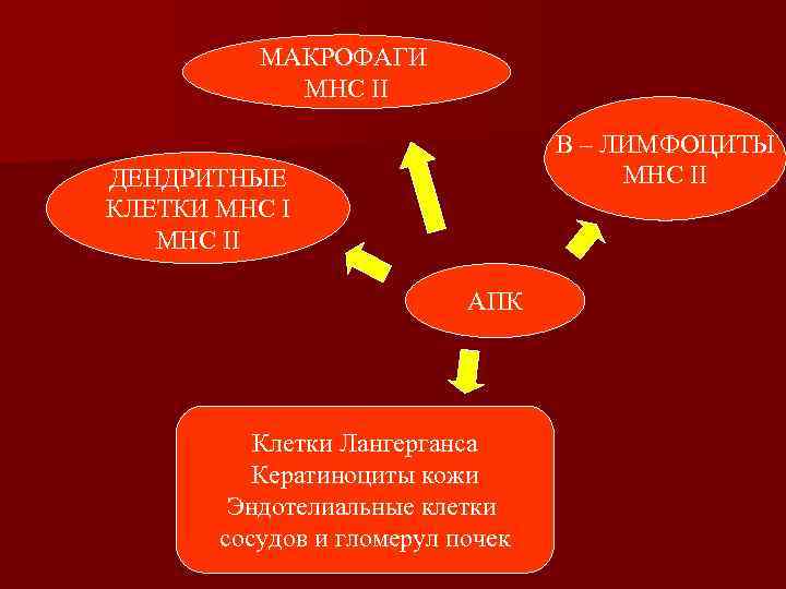    МАКРОФАГИ   МНС II      В