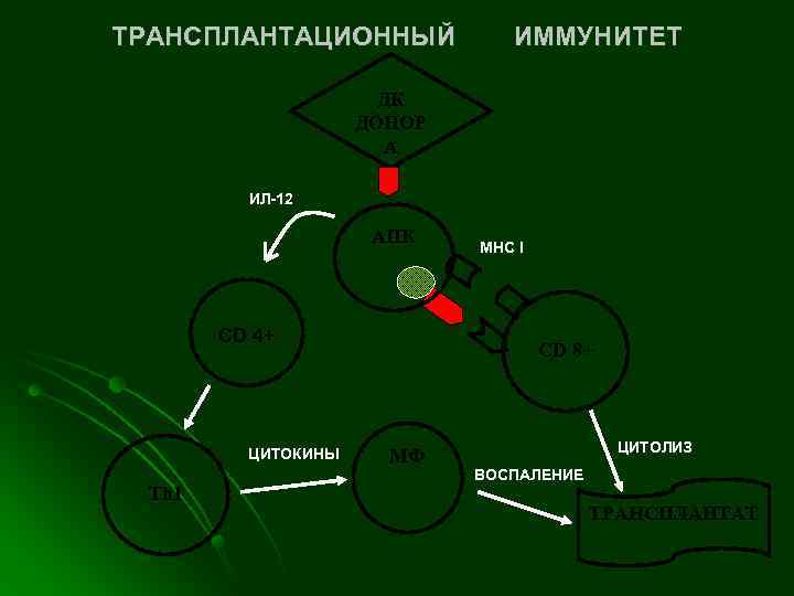 ТРАНСПЛАНТАЦИОННЫЙ   ИММУНИТЕТ    ДК     ДОНОР 