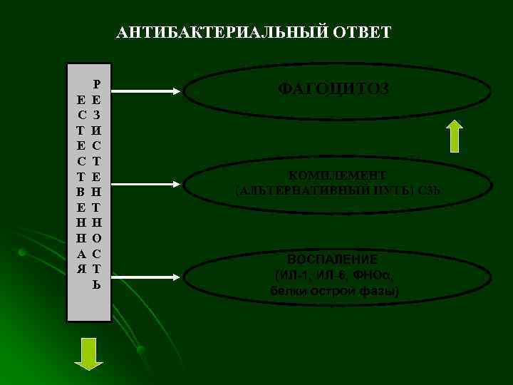   АНТИБАКТЕРИАЛЬНЫЙ ОТВЕТ Р   ФАГОЦИТОЗ Е  Е С  З