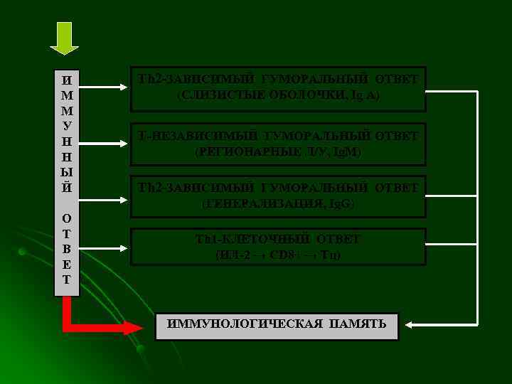 И  Th 2 -ЗАВИСИМЫЙ ГУМОРАЛЬНЫЙ ОТВЕТ М  (СЛИЗИСТЫЕ ОБОЛОЧКИ, Ig A) М