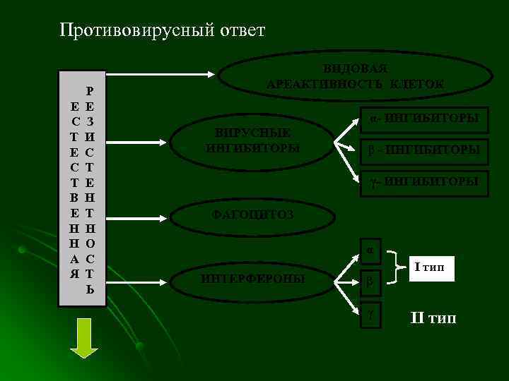 Противовирусный ответ      ВИДОВАЯ     АРЕАКТИВНОСТЬ КЛЕТОК