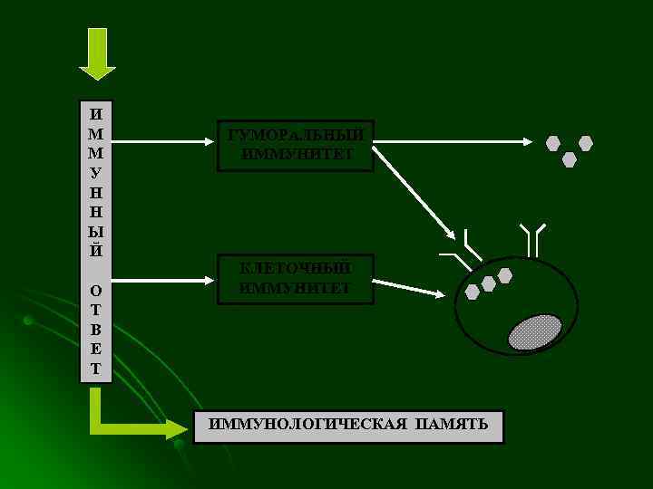 И М  ГУМОРАЛЬНЫЙ М ИММУНИТЕТ У Н Н Ы Й  КЛЕТОЧНЫЙ О