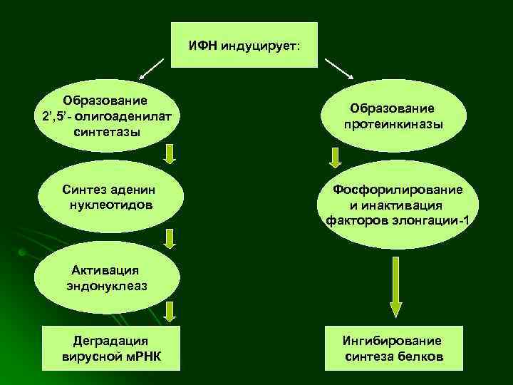     ИФН индуцирует:   Образование 2’, 5’- олигоаденилат  