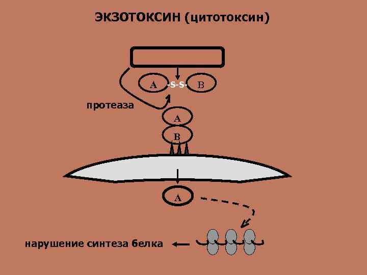   ЭКЗОТОКСИН (цитотоксин)     A  -S-S-  B 