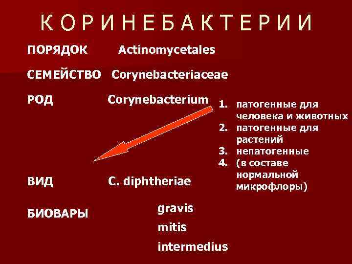  КОРИНЕБАКТЕРИИ ПОРЯДОК Actinomycetales СЕМЕЙСТВО Corynebacteriaceae РОД  Corynebacterium 1. патогенные для  