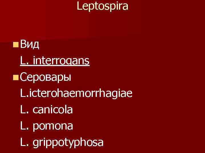   Leptospira  n Вид  L. interrogans n Серовары  L. icterohaemorrhagiae