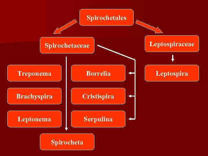      Spirochetales  Spirochetaceae    Leptospiraceae  Treponema