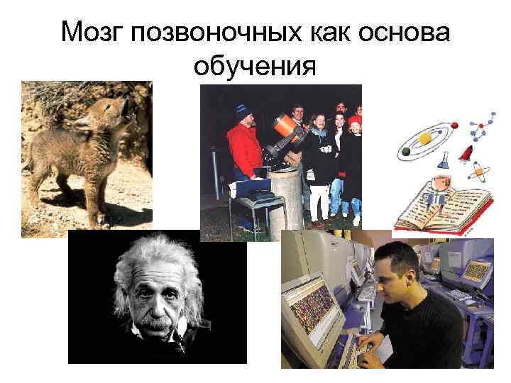 Мозг позвоночных как основа  обучения 