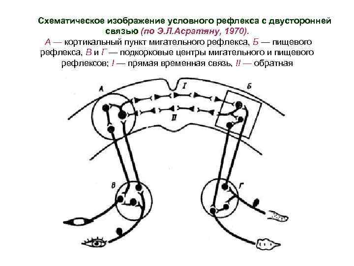 Схема формирования условного рефлекса по асратяну