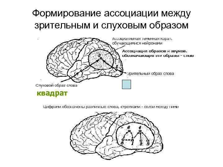 Формирование ассоциации между зрительным и слуховым образом квадрат 