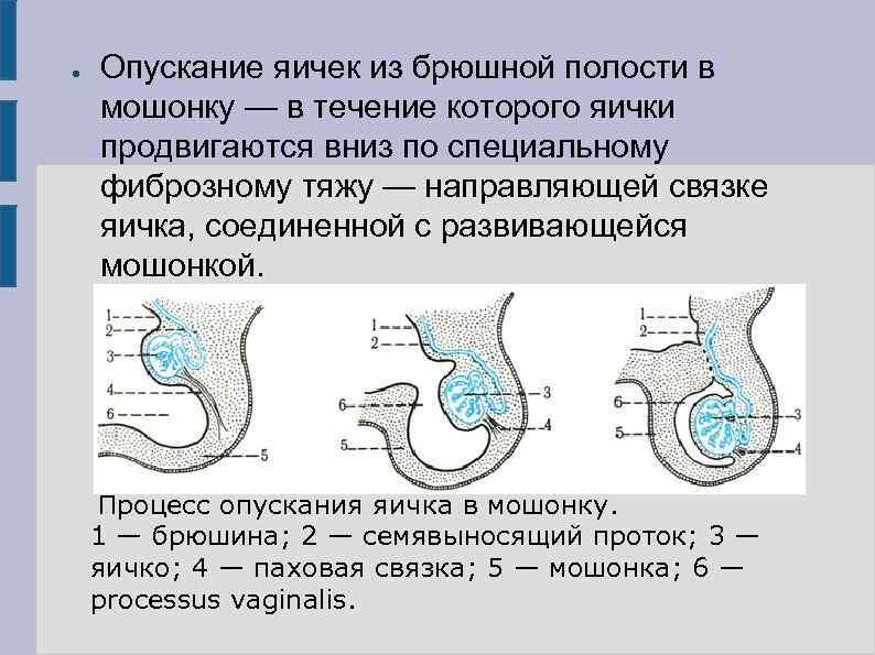 Когда у мальчиков опускаются яички. Процесс опускания яичка. Опускание яичка в мошонку. Опускание яичек у мальчиков.