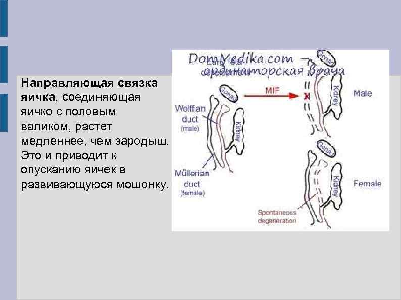 Направляющая связка яичка, соединяющая яичко с половым валиком, растет медленнее, чем зародыш. Это и