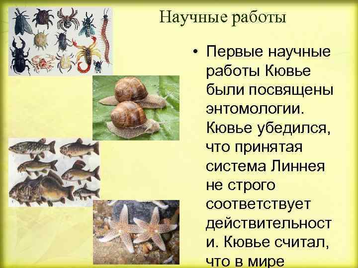 Научные работы • Первые научные работы Кювье были посвящены энтомологии.  Кювье убедился, 