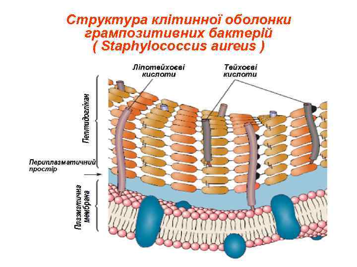Структура клітинної оболонки  грампозитивних бактерій  ( Staphylococсus aureus ) 