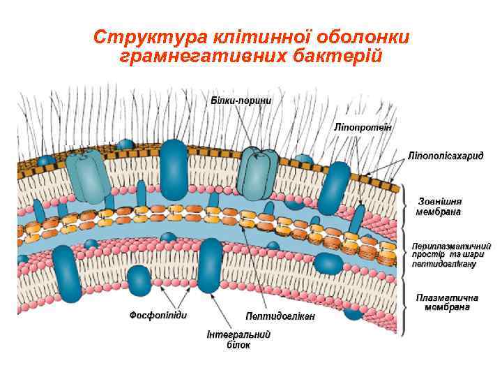 Структура клітинної оболонки  грамнегативних бактерій 