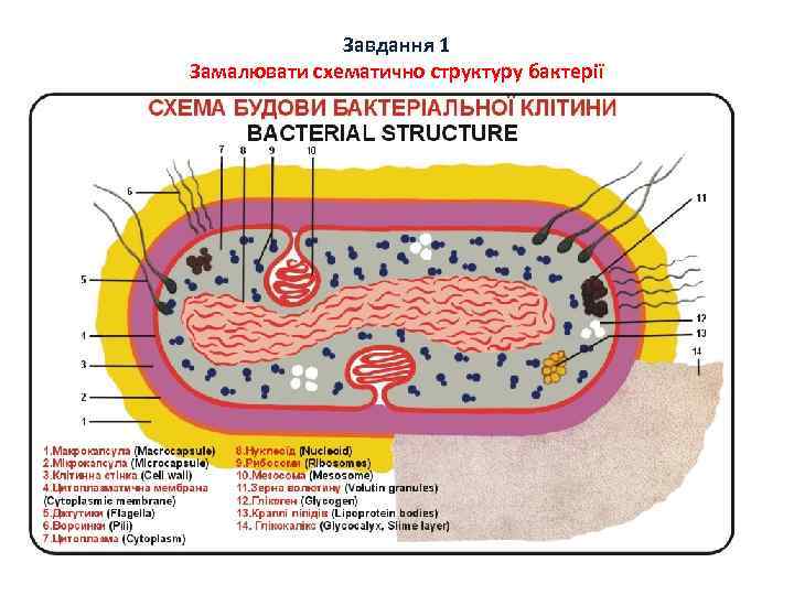    Завдання 1 Замалювати схематично структуру бактерії 
