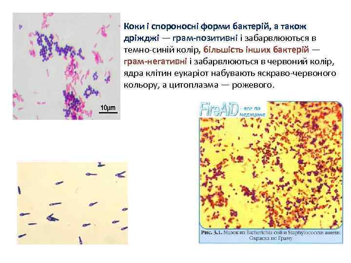 Коки і спороносні форми бактерій, а також дріжджі — грам-позитивні і забарвлюються в темно-синій