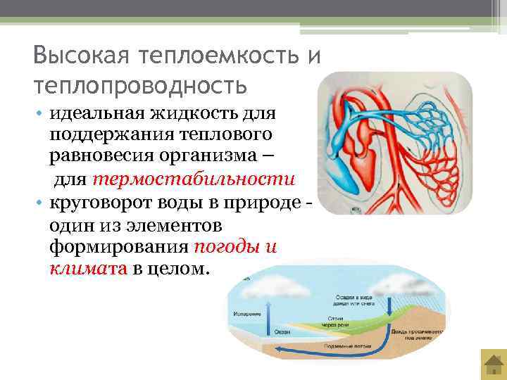 Высокая теплоемкость и теплопроводность • идеальная жидкость для  поддержания теплового  равновесия организма