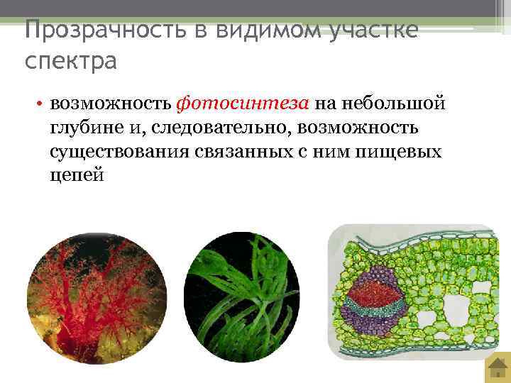 Прозрачность в видимом участке спектра • возможность фотосинтеза на небольшой  глубине и, следовательно,