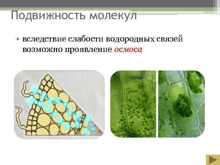 Подвижность молекул • вследствие слабости водородных связей  возможно проявление осмоса 