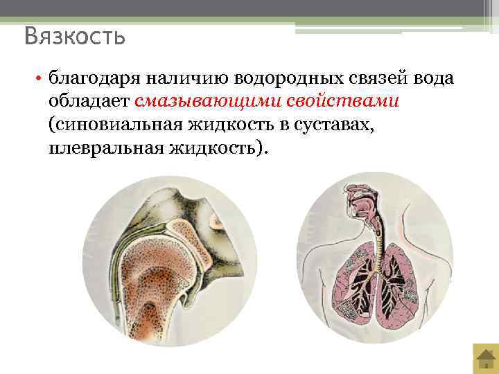 Вязкость • благодаря наличию водородных связей вода  обладает смазывающими свойствами  (синовиальная жидкость