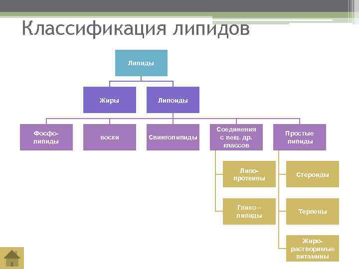 Липиды химическая классификация. Классификация липидов.