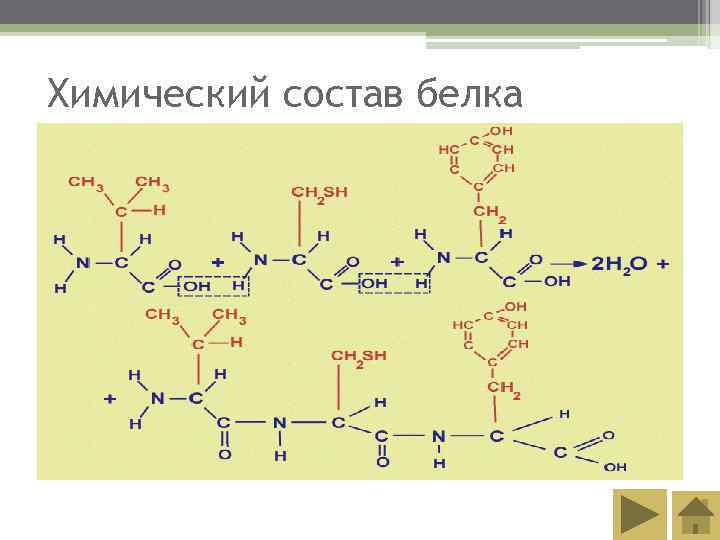 Химический состав белка 
