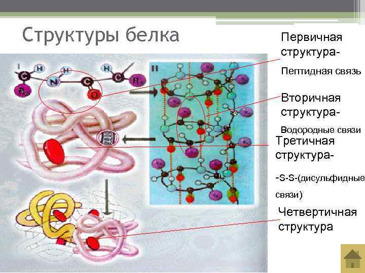 Структуры белка  Первичная    структура-    Пептидная связь 