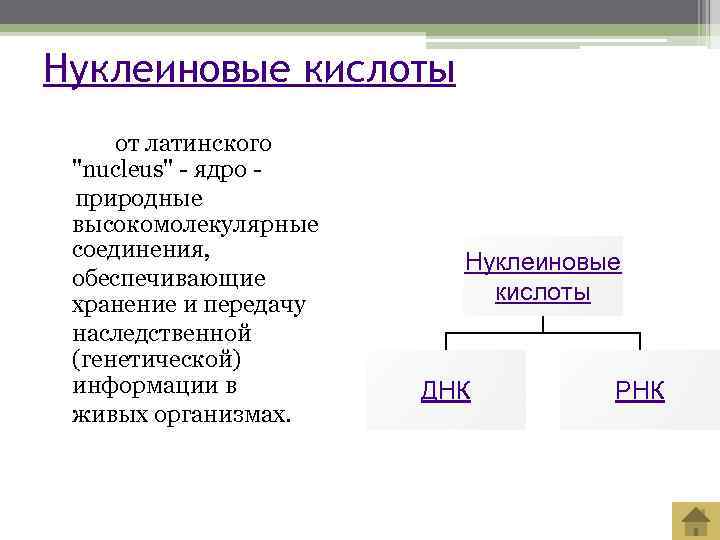 Нуклеиновые кислоты от латинского 