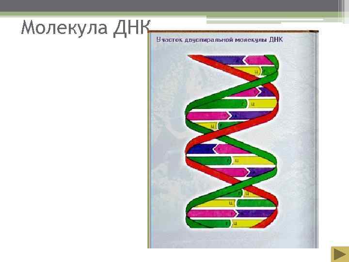 Молекула ДНК 