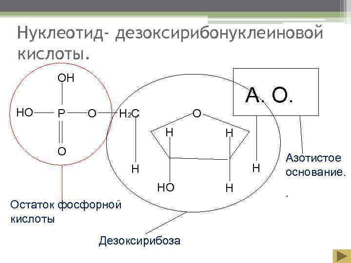  Нуклеотид- дезоксирибонуклеиновой кислоты.   ОН       А.
