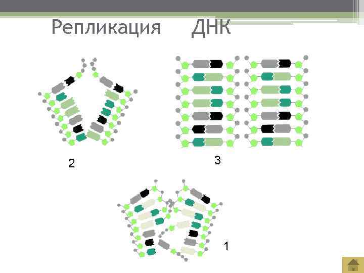 Репликация  ДНК 2  3    1 