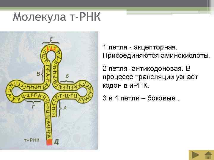 Молекула т-РНК    1 петля - акцепторная.    Присоединяются аминокислоты.