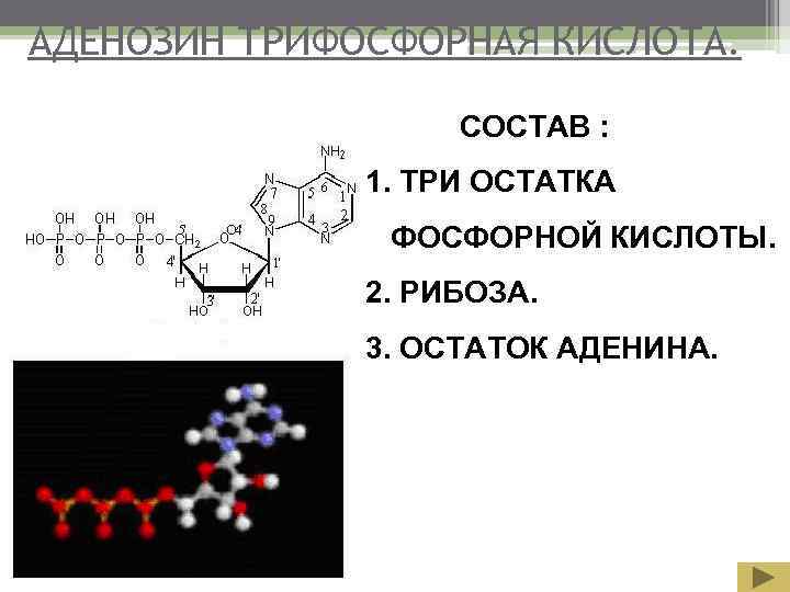 АДЕНОЗИН ТРИФОСФОРНАЯ КИСЛОТА.     СОСТАВ :    1. ТРИ