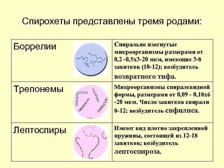  Спирохеты представлены тремя родами:  Боррелии  Спирально изогнутые    микроорганизмы