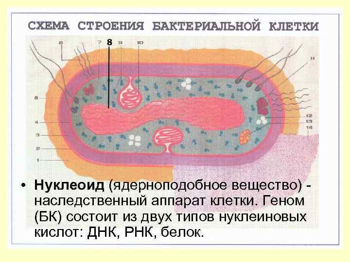  • Нуклеоид (ядерноподобное вещество) -  наследственный аппарат клетки. Геном  (БК) состоит