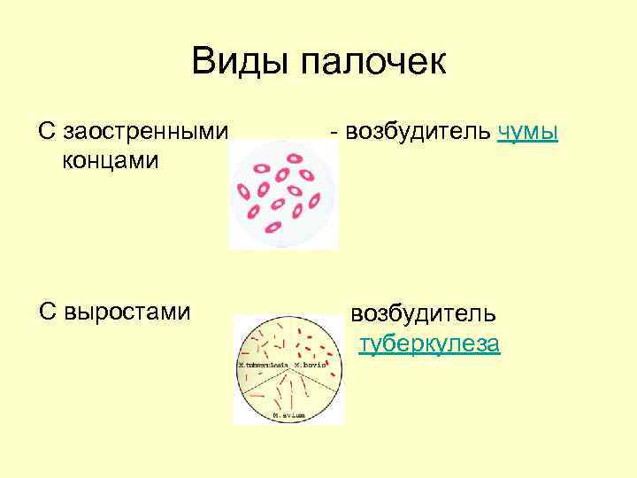    Виды палочек С заостренными - возбудитель чумы  концами С выростами