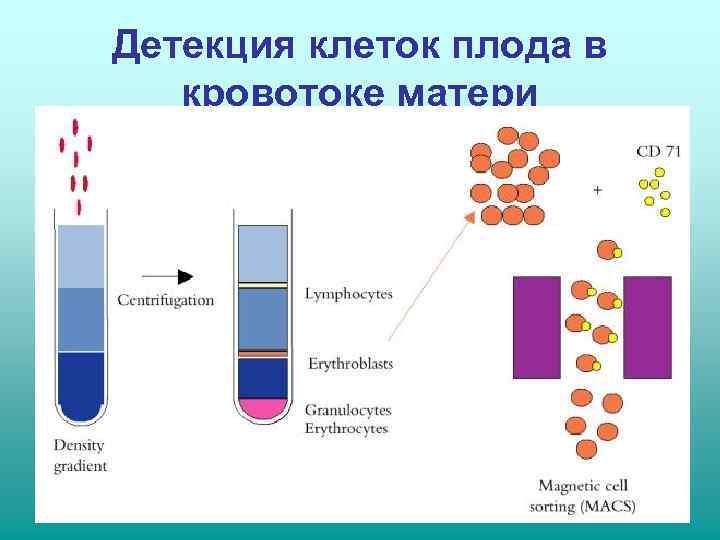 Детекция клеток плода в  кровотоке матери 