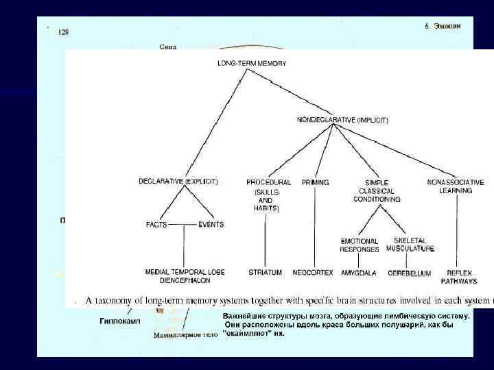 Долговременная память составлена из множества отдельных систем. 