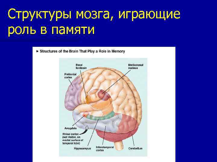 Как работает кратковременная память мозга