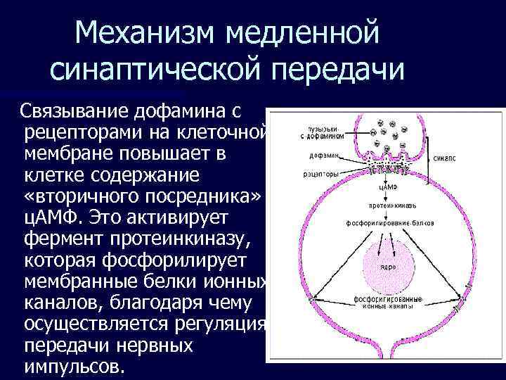   Механизм медленной  синаптической передачи Связывание дофамина с рецепторами на клеточной мембране