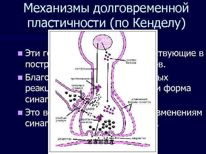  Механизмы долговременной пластичности (по Кенделу) n Эти гены кодируют белки, участвующие в 