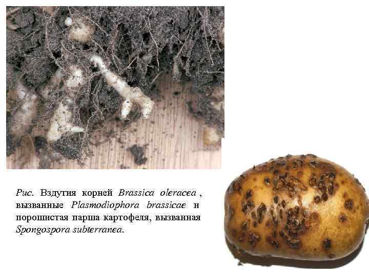 Рис. Вздутия корней Brassica oleracea , вызванные Plasmodiophora brassicae и порошистая парша картофеля, вызванная